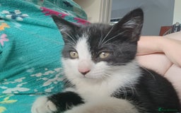 Mixed Breed cats for sale: Tortico female kitten for sale 3 months old - Image 12