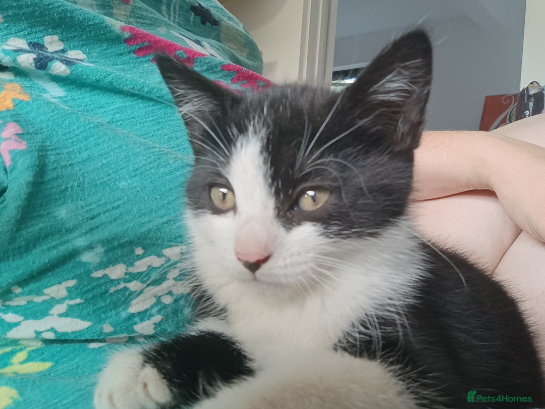 Mixed Breed cats for sale: Tortico female kitten for sale 3 months old - Image 12