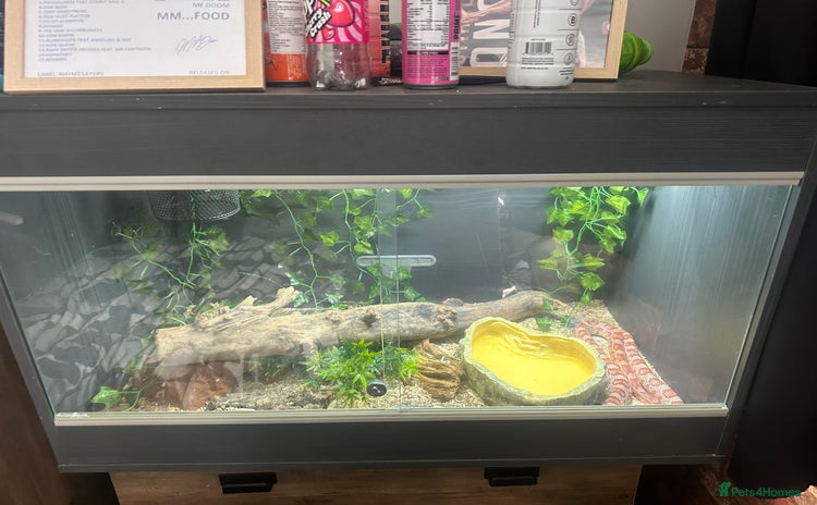 Corn Snake reptiles - Advert 1