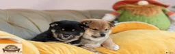 Japanese Shiba Inu dogs for sale:  🌸 Shiba Inu 3rd Gen Japanese Lines Crufts Placed - Advert 1