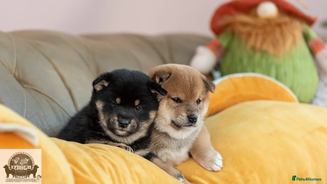 Japanese Shiba Inu dogs for sale:  🌸 Shiba Inu 3rd Gen Japanese Lines Crufts Placed - Advert 1