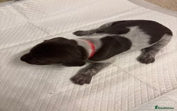 German Shorthaired Pointer dogs for sale: Mischew’s puppies - Image 8