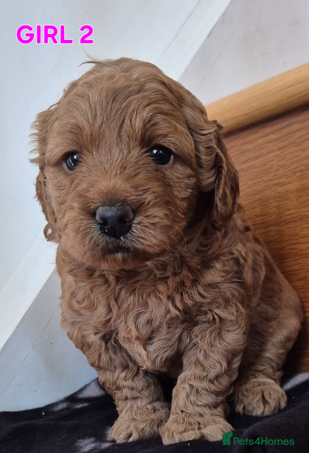Mini Goldendoodle dogs for sale: F1b Red Miniature Goldendoodles tested parents - Image 10