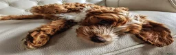 Cockapoo dogs for sale: Ready to go Heath tested F1 toy cockapoo girls - Advert 4