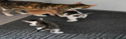 Mixed Breed cats for sale: 4 weeks old kittens in Darlington - Advert 10