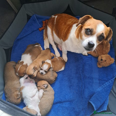 Jack Russell dogs - Advert 2