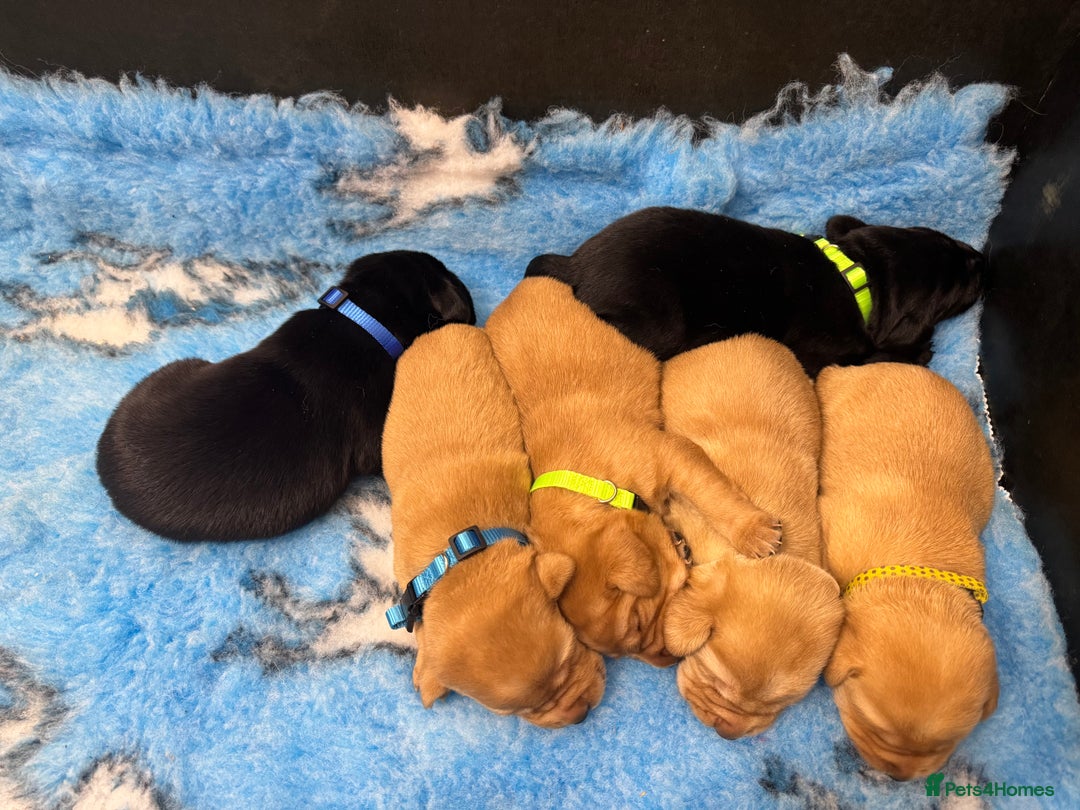 Labrador Retriever dogs for sale: Kennel Club Registered Labrador puppies  - Image 21