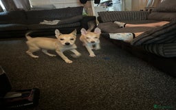 Mixed Breed dogs for sale: 1 Siberian husky cross girl pup  - Image 6