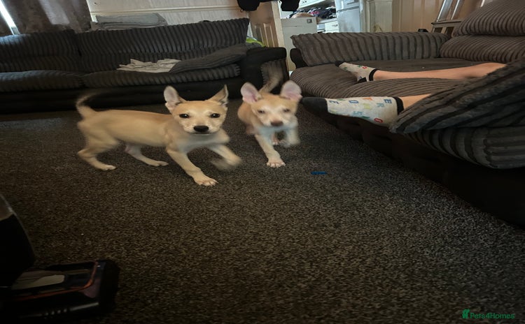 Mixed Breed dogs - Advert 17