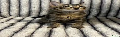 Tigs (tiger)