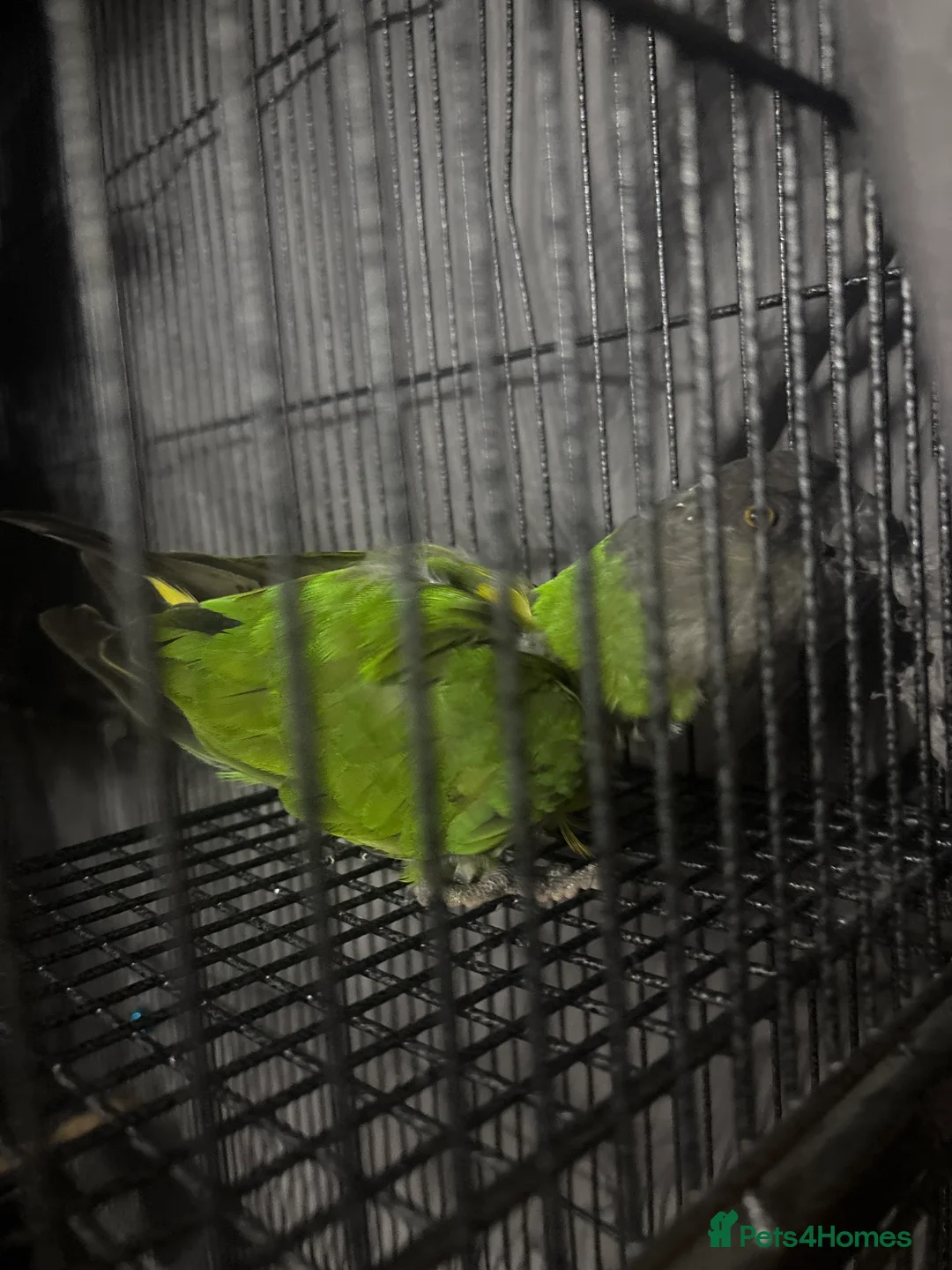 Parrots birds for sale: Breeding pair sadly for sale in Kington - Advert 5