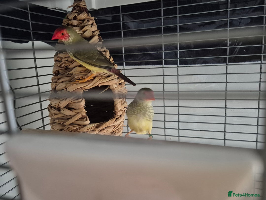 Finches birds for sale: Star /Red head finches  - Image 6