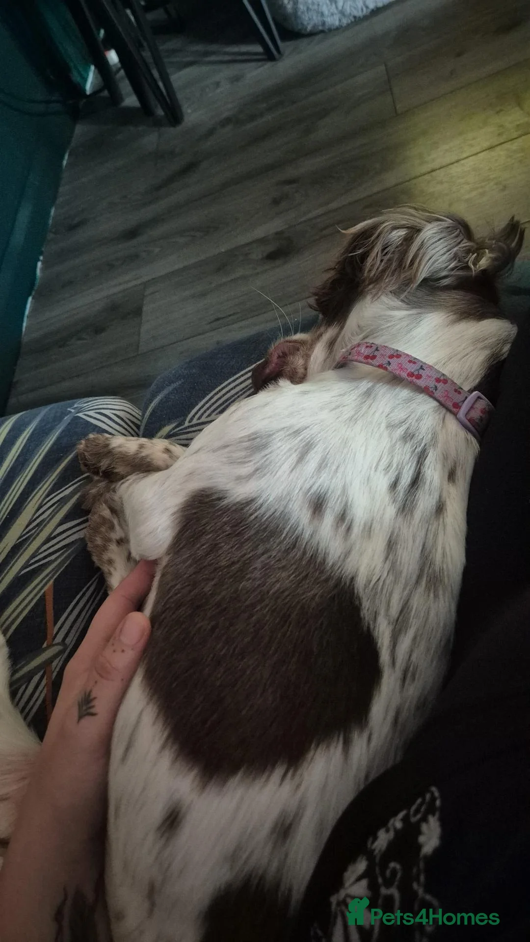 Sprocker dogs for sale: Benni boy looking for his forever home  - Advert 2
