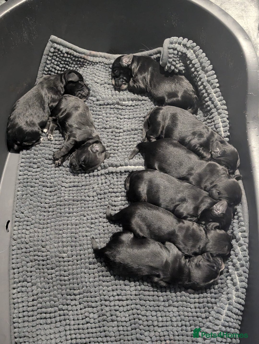Cocker Spaniel dogs for sale: Beautiful litter of 8 cocker spaniels.   - Advert 4
