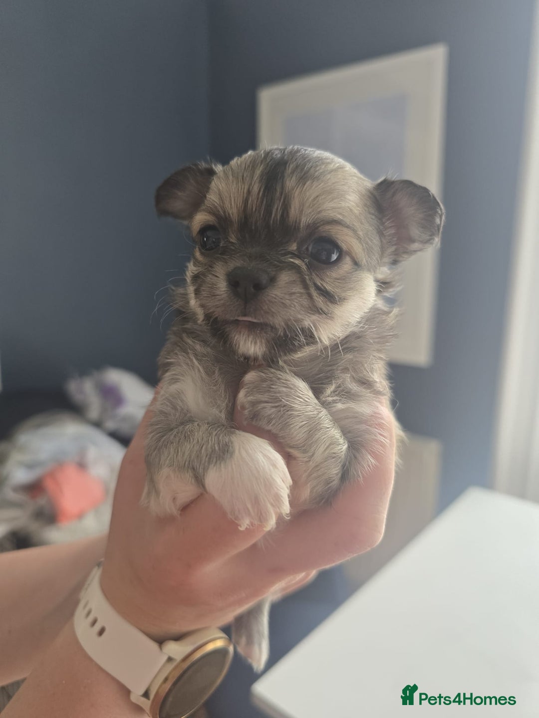 Chihuahua dogs for sale: Beautiful fluffy long haired chihuahuas - Image 23