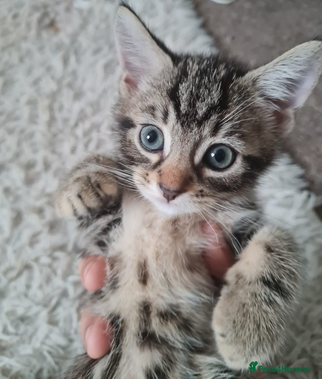Mixed Breed cats for sale: Beautiful fluffy kittens - Image 10