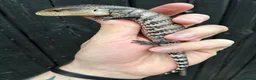 Skink reptiles for sale: Merauke Blue Tongue Skink babies - Advert 3