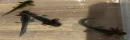 Axolotl reptiles for sale: Axolotl Jeuveniles  - Advert 10