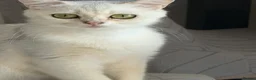 Scottish Fold cats for sale: Scottish straight kittens  - Advert 1
