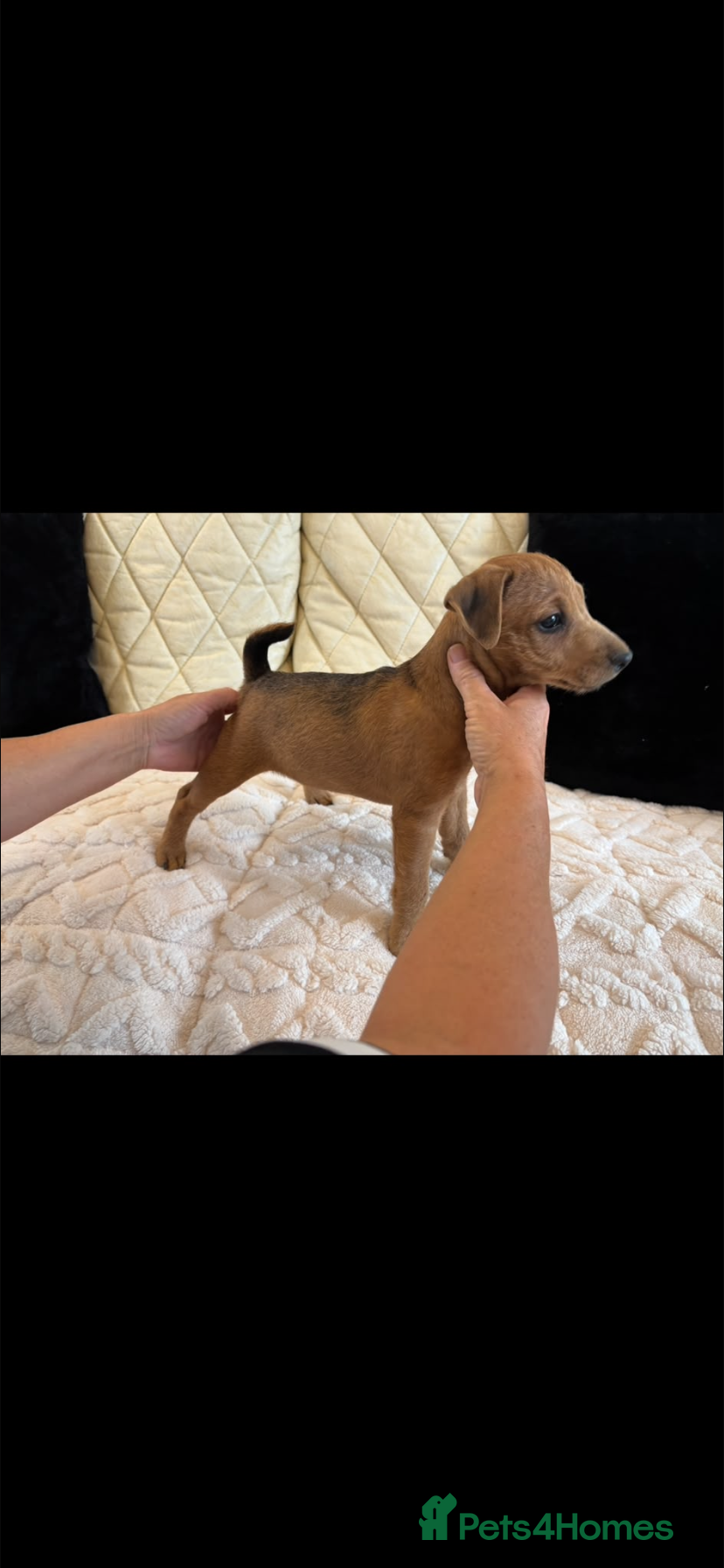 Lakeland Terrier dogs Last Available Lakeland Bitch Ready Now - Advert 10