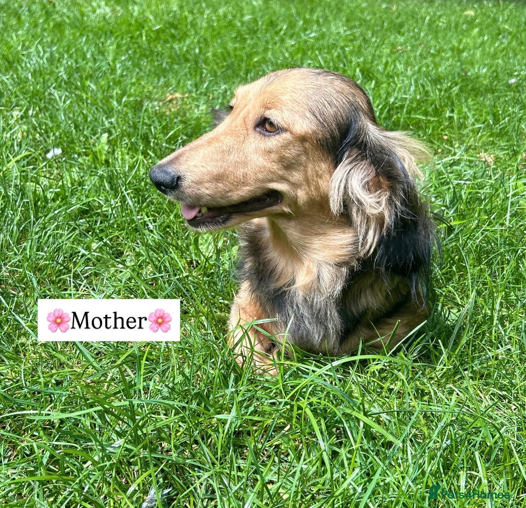 Miniature Dachshund dogs for sale: CREAM MINIATURE DACHSHUNDS💛 - Image 9