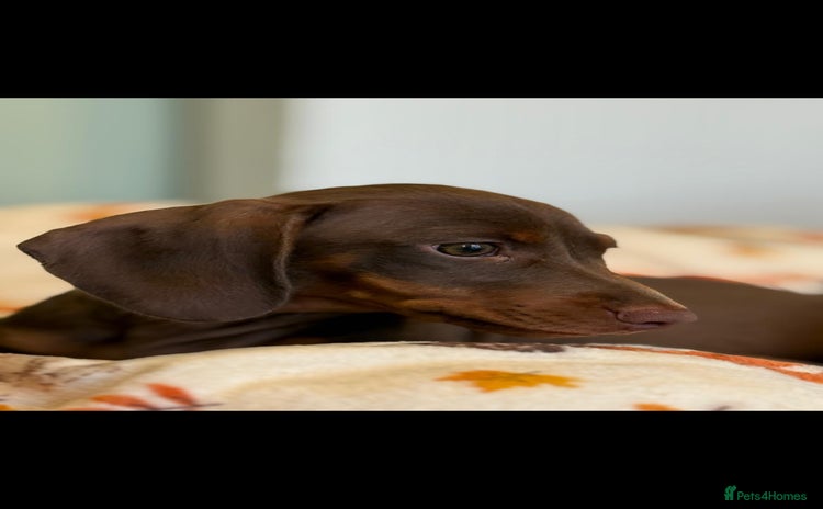 Dachshund dogs - Advert 9