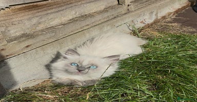 Ragdoll cats - Advert 15