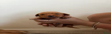 Labrador Retriever 5