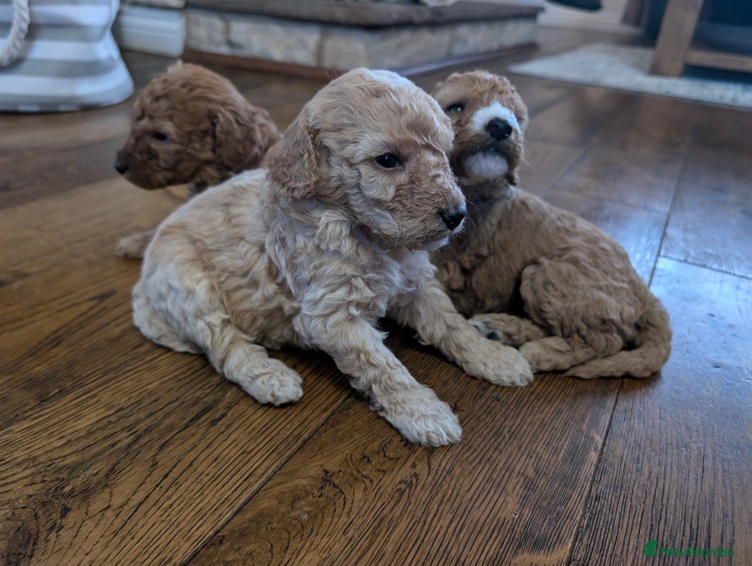 Labradoodle dogs for sale: HEALTH TESTED F1b Miniature labradoodle for SALE - Image 19