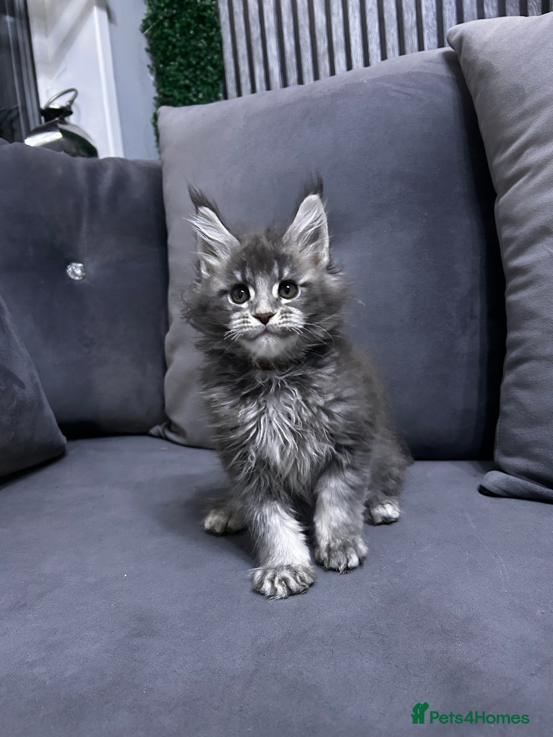 Maine Coon cats for sale: Maine Coon - Advert 3