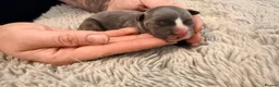 Boston Terrier dogs for sale: Boston X Puppies for sale  - Advert 18