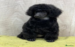 Miniature Poodle dogs for sale: Boys,Boys,Boys! Stunning Miniature Poodle Puppies - Advert 6