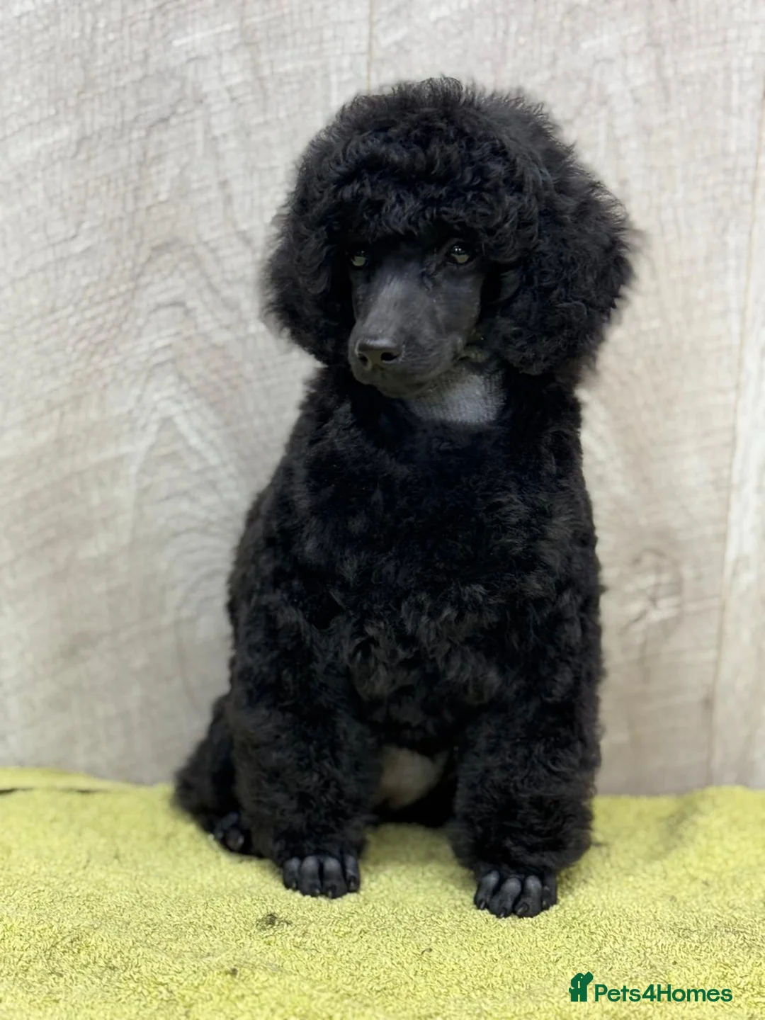 Miniature Poodle dogs for sale: Boys,Boys,Boys! Stunning Miniature Poodle Puppies - Advert 11