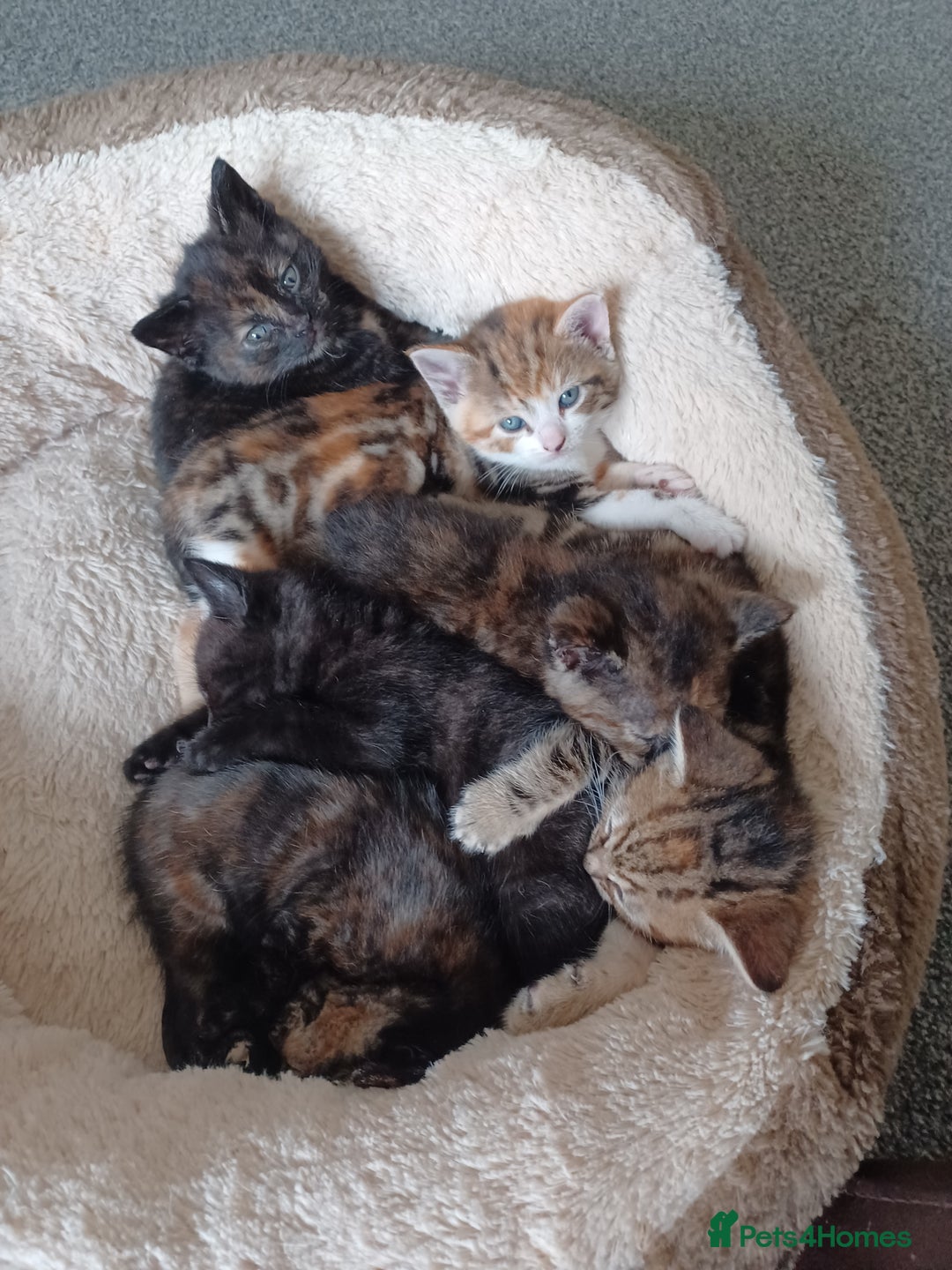 Domestic Shorthair cats for sale: Stunning kittens for sale - Image 7