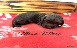 Cocker Spaniel dogs for sale: Outstanding KC Cocker Spaniel Puppies - Image 11