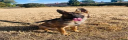 German Shepherd dogs for sale: Narla in London - Advert 4