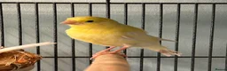 Canaries birds for sale: Baby canary for sale - Advert 3