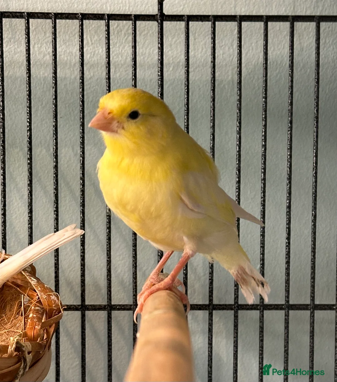 Canaries birds for sale: Baby canary for sale - Advert 3