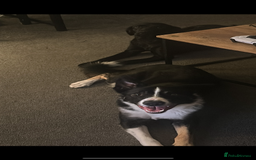 Borador dogs for sale: 5 borador puppies for sale - Image 5