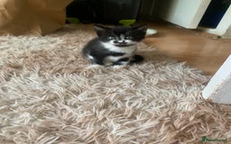 British Shorthair cats for sale: Black and white kittens ready for a new home - Image 6