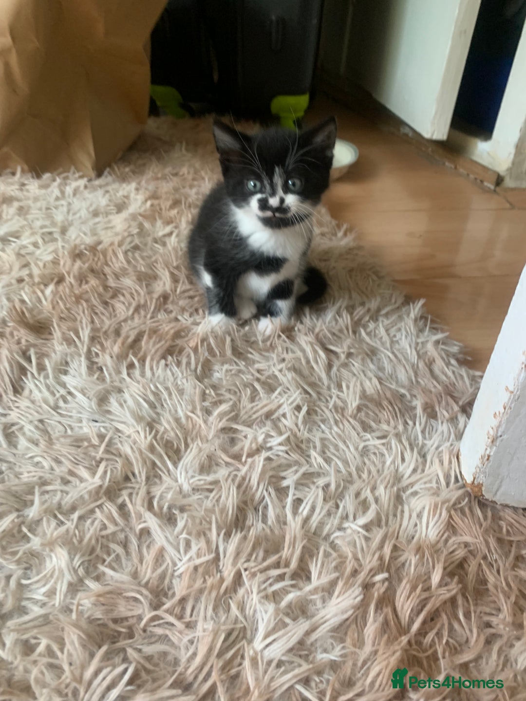 British Shorthair cats for sale: Black and white kittens ready for a new home - Image 6