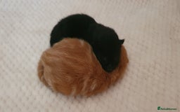 Mixed Breed cats for sale: Adorable kittens  - Image 17