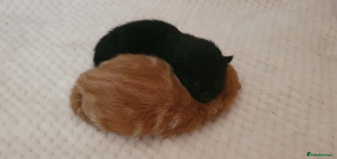 Mixed Breed cats for sale: Adorable kittens  - Image 17
