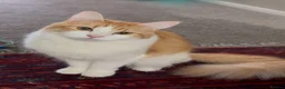 Mixed Breed cats for sale: Ginger female cat aged over 1 year  - Advert 1