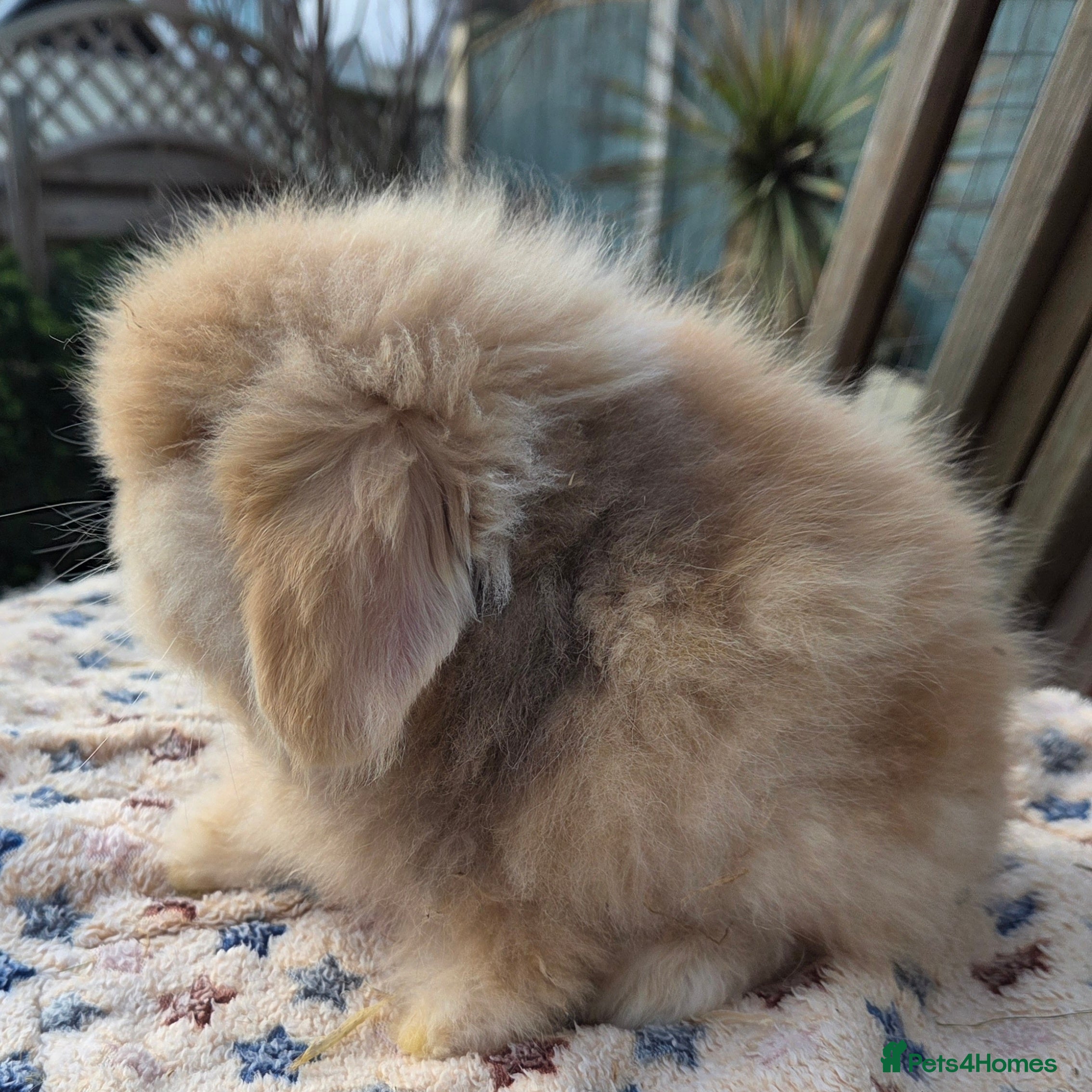 Mini Lion Lop rabbits  Male teddywidder bunnies  - Advert 13