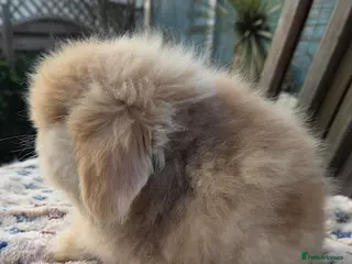 Mini Lion Lop rabbits Male teddywidder bunnies - Advert 13