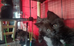 Maine Coon cats for sale: Adorable Maine Coon kittens in Manchester - Image 18