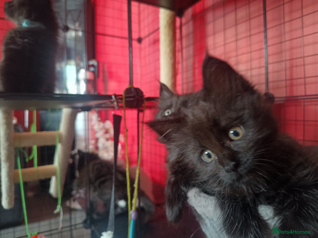 Maine Coon cats for sale: Adorable Maine Coon kittens in Manchester - Image 18