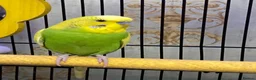 Budgerigars birds for sale: Male and female budgies in Epsom - Advert 2