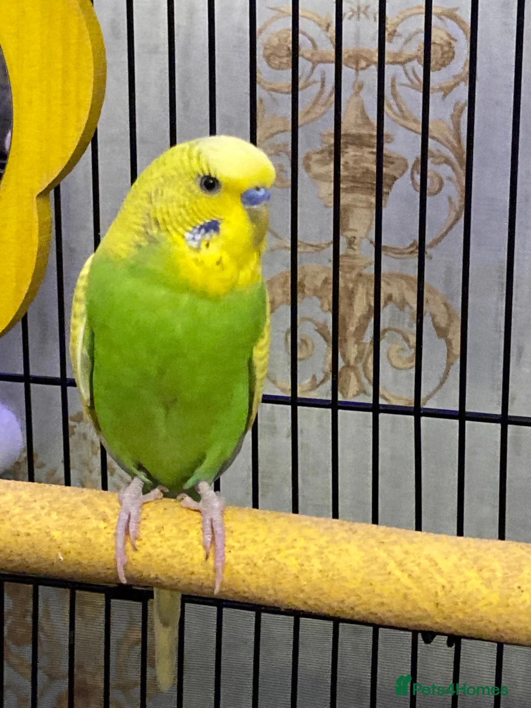Budgerigars birds for sale: Male and female budgies in Epsom - Advert 2